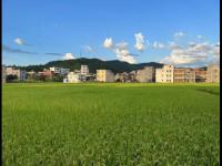 赛事前瞻：湖人vs黄蜂预测分析(2025年11月11日)